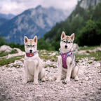 Woolly Wolf Alpha 360 Dog Harness Mauve Mix