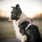 Woolly Wolf Alpha 360 Dog Harness Mauve Mix