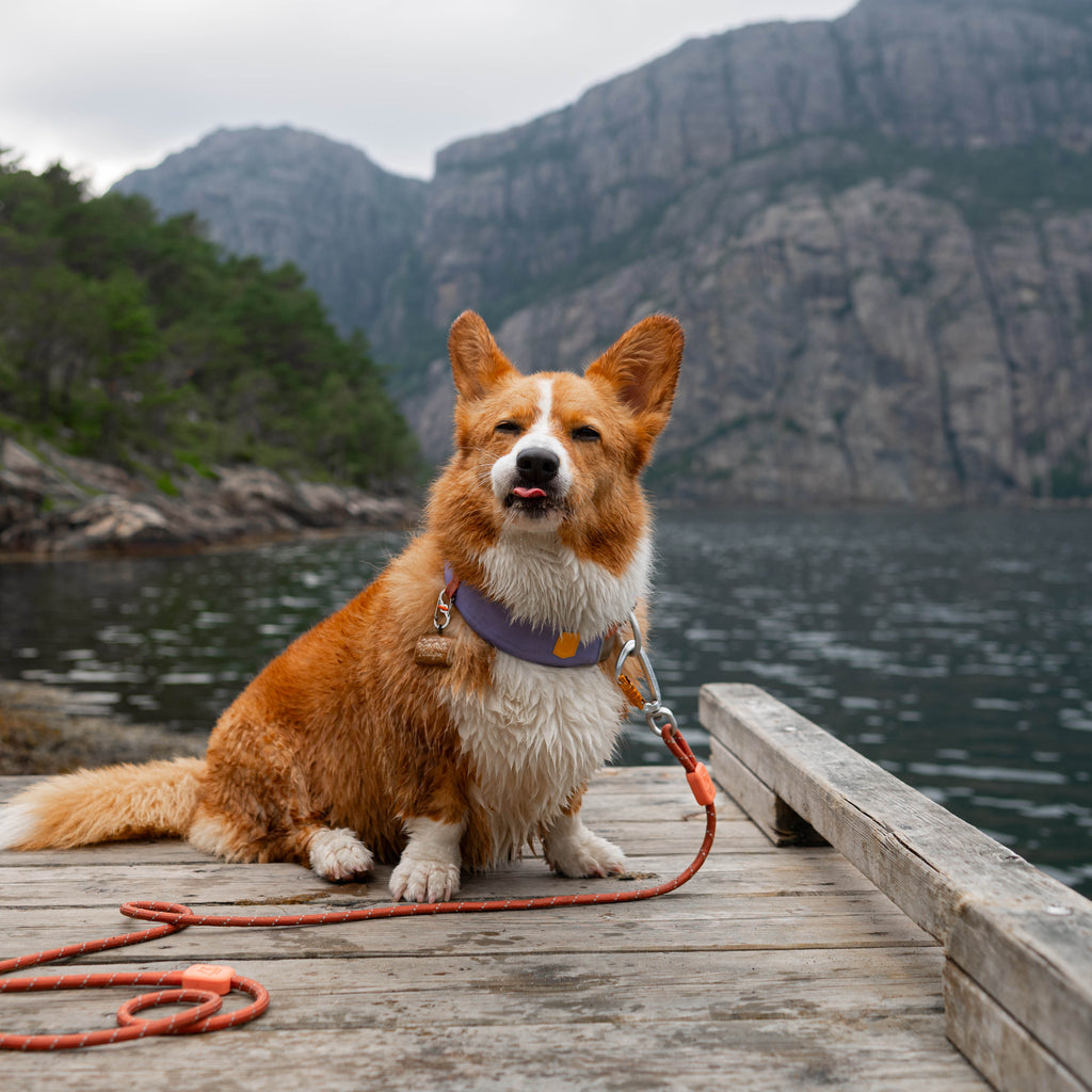 Woolly Wolf Rope Dog Leash Terracotta