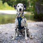 Woolly Wolf Alpha 360 Dog Harness Deep Teal