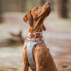 Woolly Wolf Alpha 360 Dog Harness Glacier Green Mix