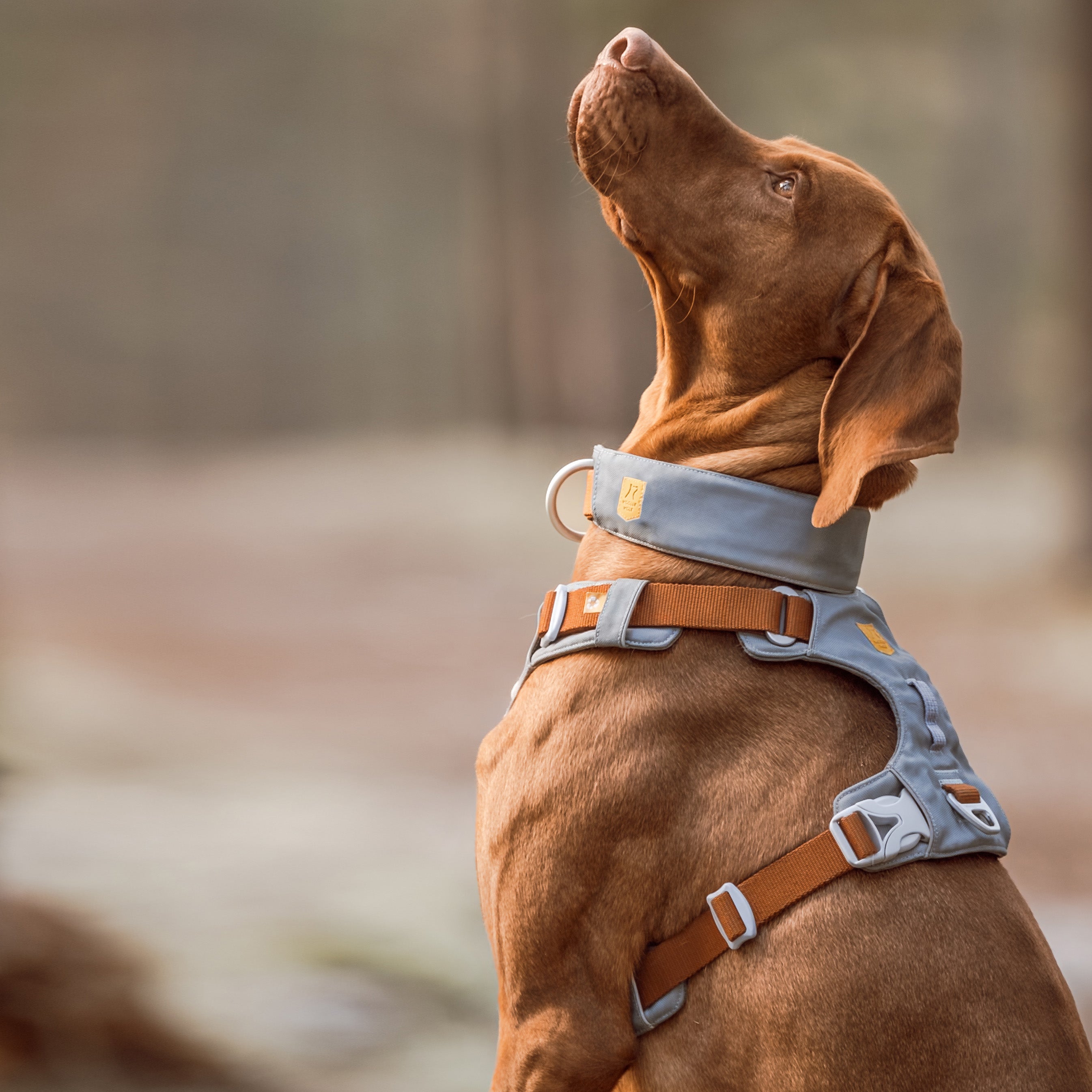 Woolly Wolf Alpha 360 Dog Harness Glacier Green Mix
