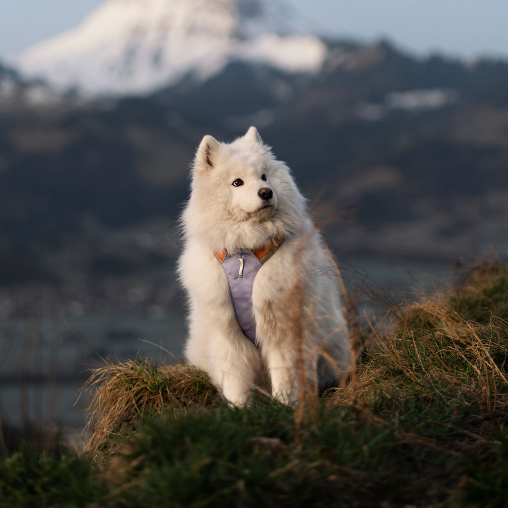 Woolly Wolf Alpha 360 Dog Harness Lavender