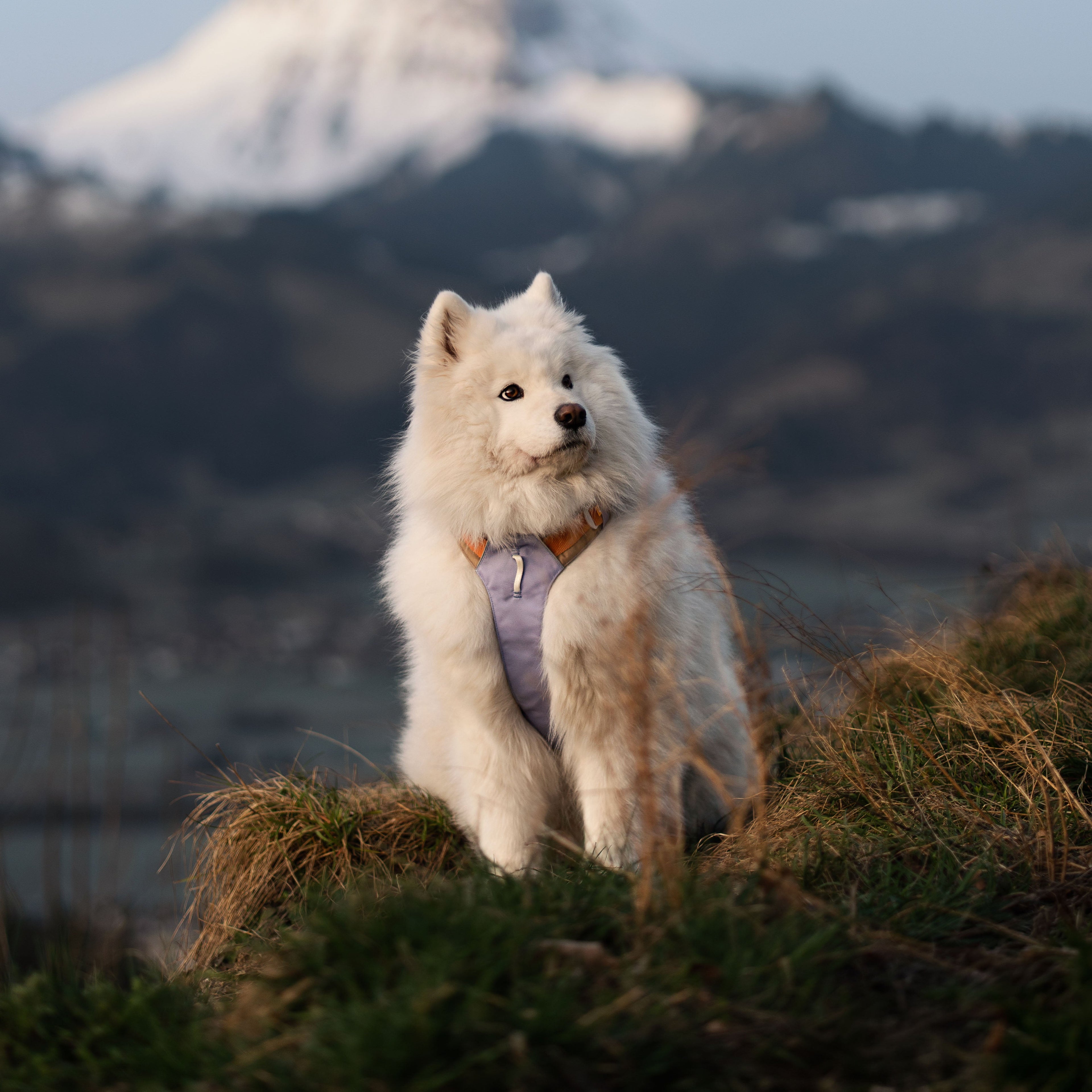 Woolly Wolf Alpha 360 Dog Harness Lavender