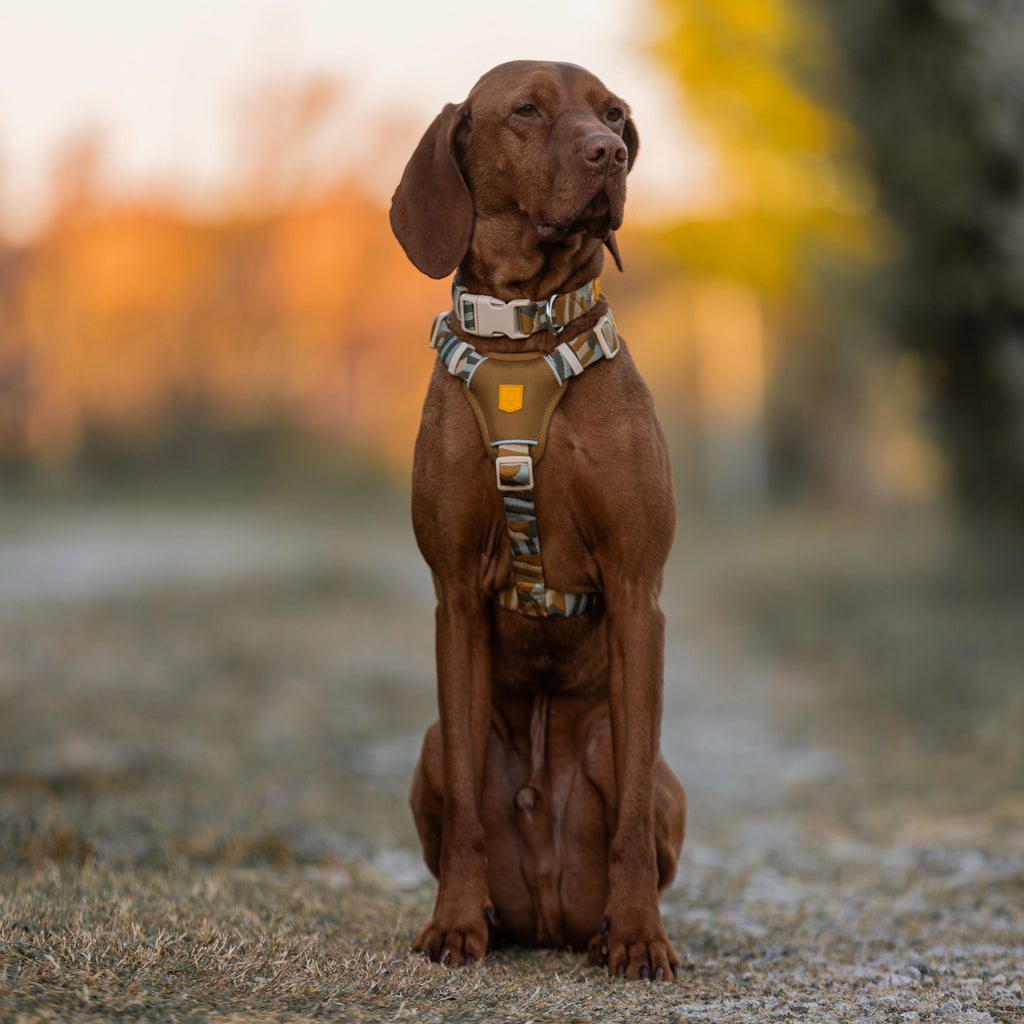 Woolly Wolf Cloudbeam Dog Harness