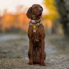 Woolly Wolf Cloudbeam Dog Harness