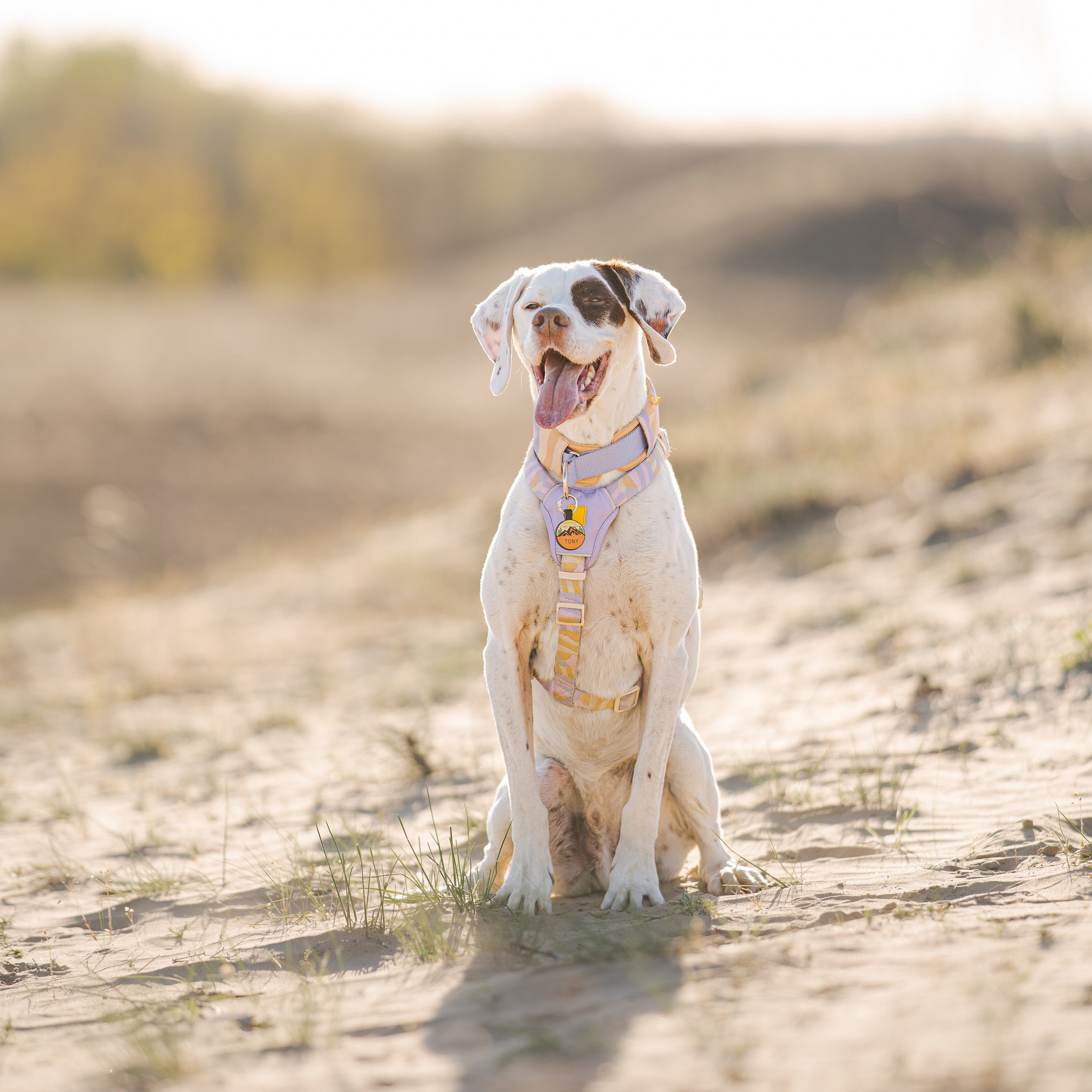 Woolly Wolf Sunshower Dog Harness