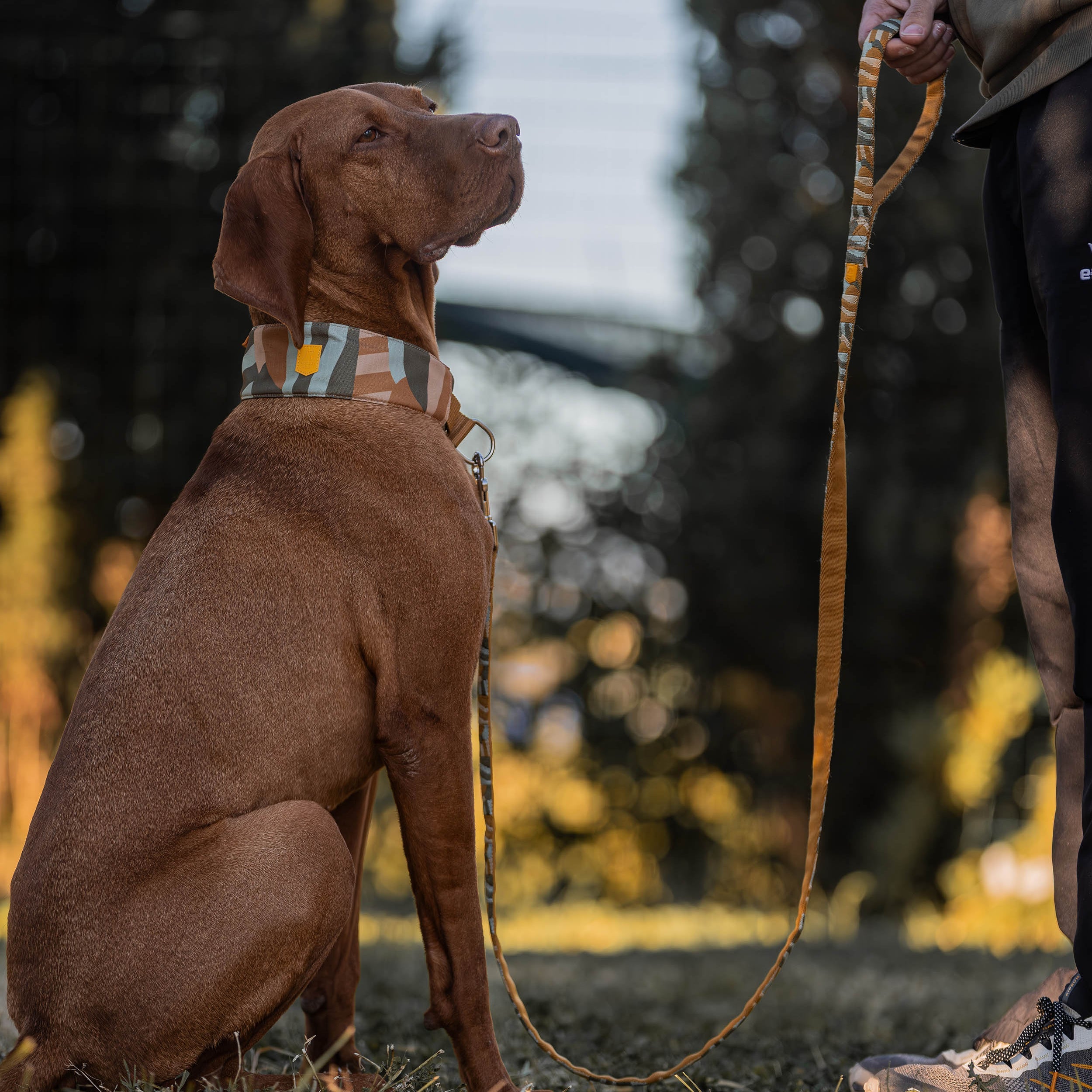 Woolly Wolf Cloudbeam Dog Leash