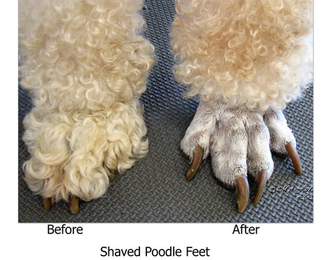 Poodle Feet Trim