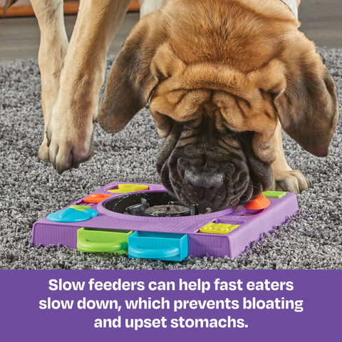 DJ Doggo - Puzzle Feeder