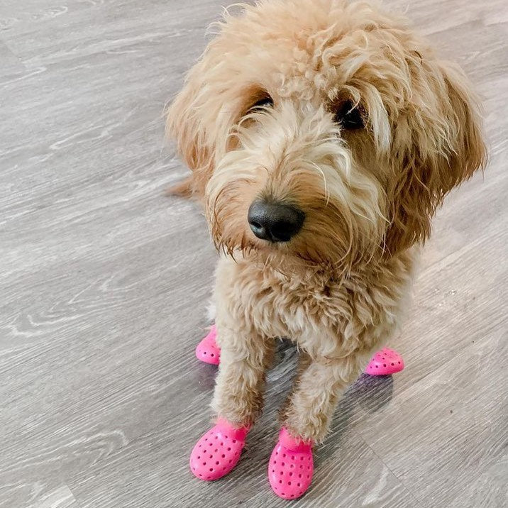 Wagwear WagWellies Mojave dog boots Singapore - protective paw boots for hot ground - colour options