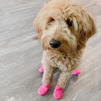 Wagwear WagWellies Mojave dog boots Singapore - protective paw boots for hot ground - colour options