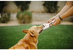 Dog flying disc frisbee fetch toy Singapore - outdoor toy by Petizen - size comparison