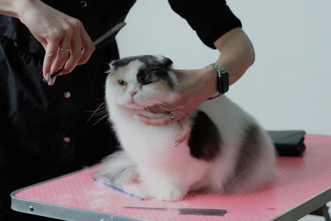 Cat Grooming - Hand Scissor