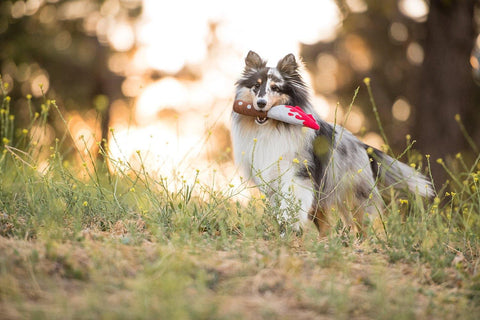 Howling Haunts Collection - Petisan