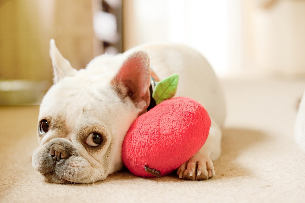 P.L.A.Y. Garden Fresh dog plush toy collection Singapore - lifestyle