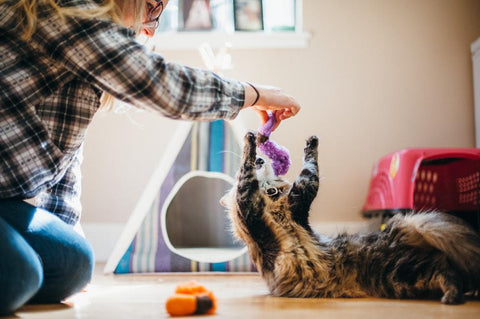 Cat Toy - Critter Collection