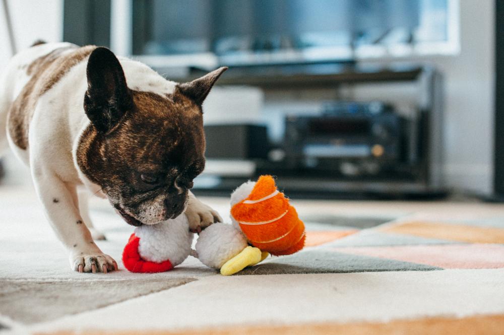 P.L.A.Y. International Classic food dog plush toy collection Singapore - size comparison