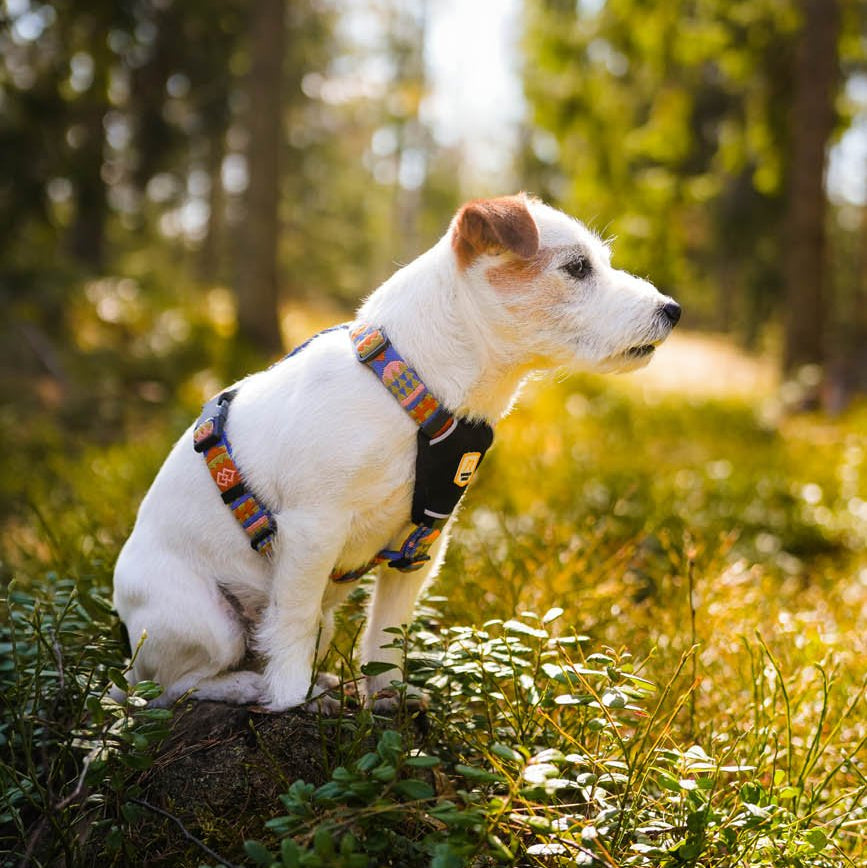 Woolly Wolf Nightless Night Dog Harness