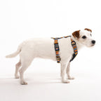 Woolly Wolf Nightless Night Dog Harness