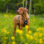 Woolly Wolf Nightless Night Dog Harness
