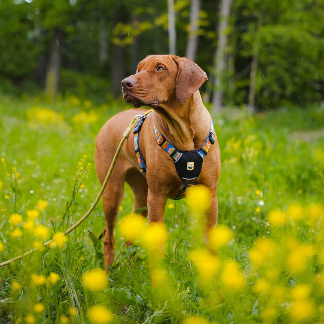 Woolly Wolf Nightless Night Dog Harness