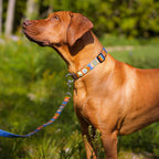 Woolly Wolf Nightless Night Dog Leash