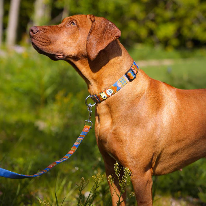 Woolly Wolf Nightless Night Dog Leash