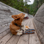 Woolly Wolf Nightless Night Dog Leash