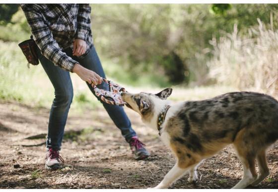 Dog flying disc frisbee fetch toy Singapore - outdoor toy by Petizen - colour options