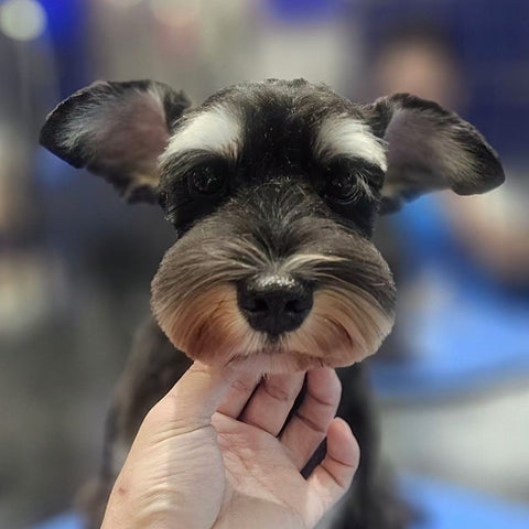 Breed-Specific Mastery