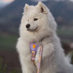 Woolly Wolf Sunshower Dog Harness