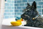 P.L.A.Y. Splish Splash Bubbles the Duck dog plush bath toy Singapore - side view