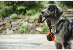 Dog tug ball rope interactive toy Singapore - tug of war toy by Petizen - in use