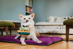 P.L.A.Y. Canine Commute dog plush toy collection Singapore - in use