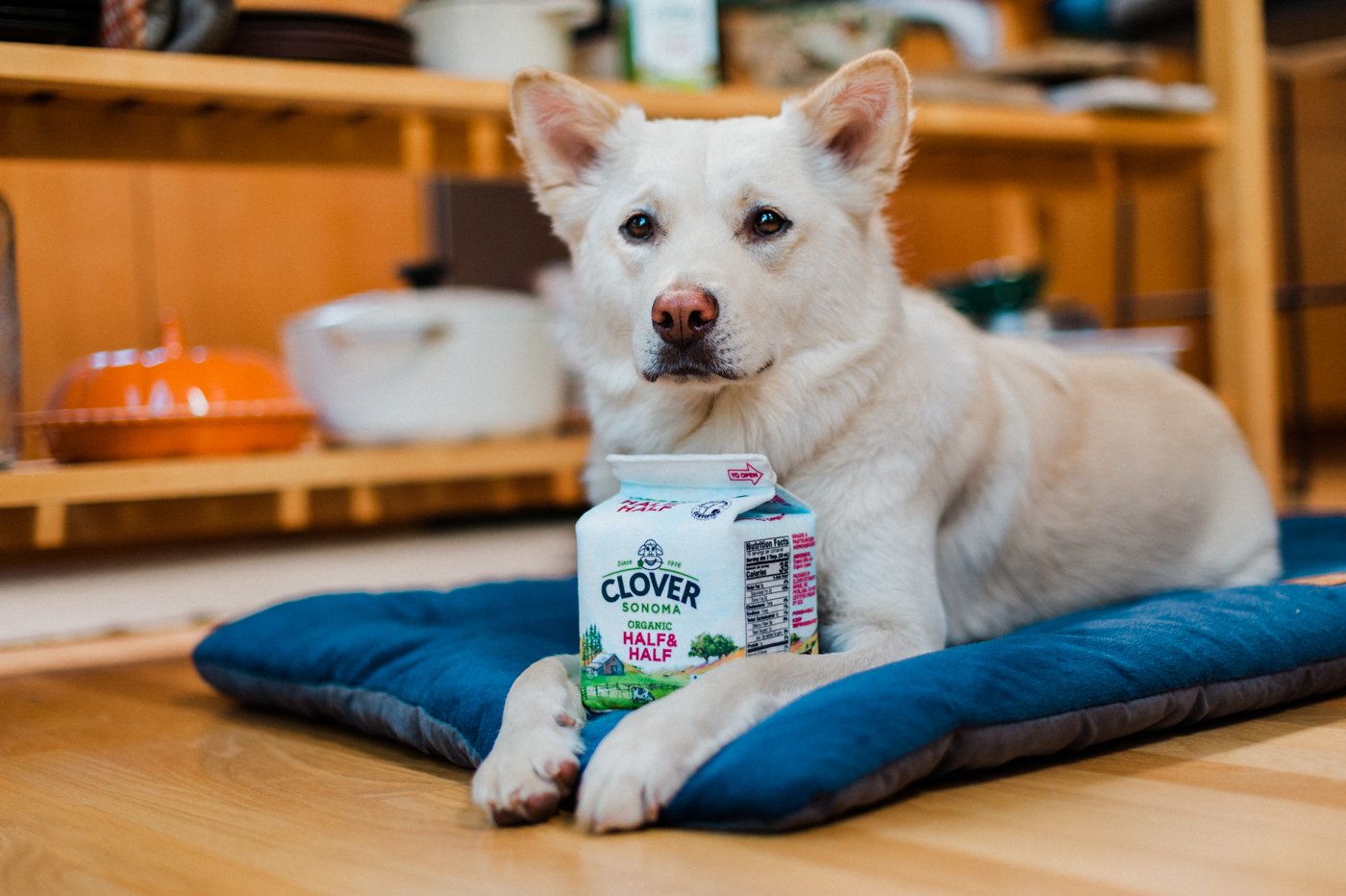P.L.A.Y. x Clover Sonoma Canine Carton wine dog plush toy Singapore - size comparison