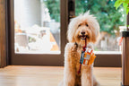 P.L.A.Y. Canine Commute dog plush toy collection Singapore - detail view