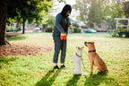 P.L.A.Y. Deluxe dog training treat pouch Singapore - hands-free reward bag - detail view