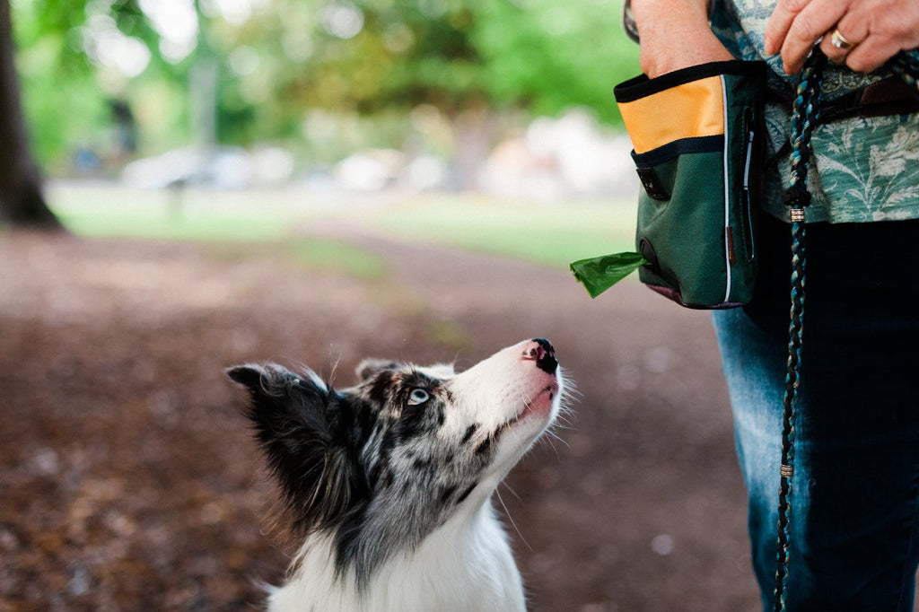 P.L.A.Y. Deluxe dog training treat pouch Singapore - hands-free reward bag - lifestyle