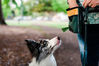 P.L.A.Y. Deluxe dog training treat pouch Singapore - hands-free reward bag - lifestyle