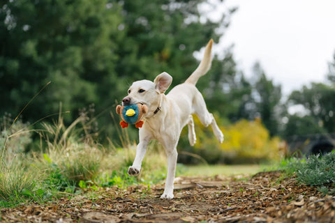 Dog Plush Toy - Barnyard Buddies - Dana the Duck