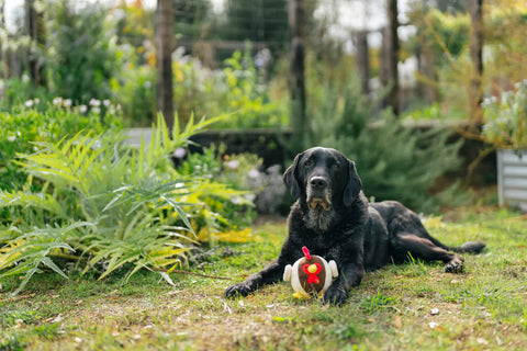 Dog Plush Toy - Barnyard Buddies - Ryan the Rooster