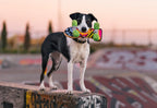 P.L.A.Y. 90s Classic Skateboard dog plush toy Singapore - packaging