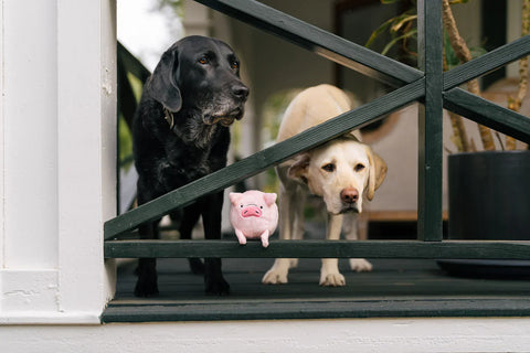 Dog Plush Toy - Barnyard Buddies - Paul the Pig