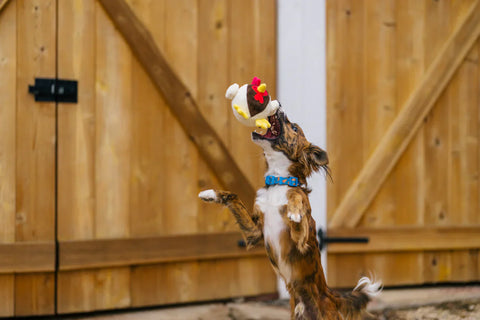 Dog Plush Toy - Barnyard Buddies - Ryan the Rooster