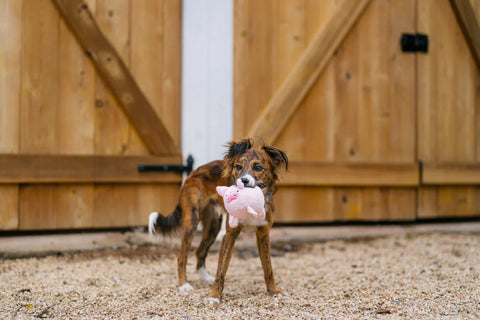 Dog Plush Toy - Barnyard Buddies - Paul the Pig