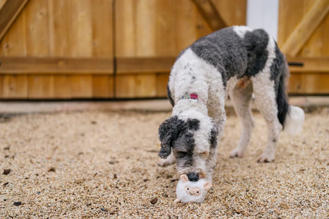 Dog Plush Toy - Barnyard Buddies - Sadie the Sheep