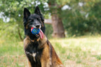 GoGo Astro interactive dog ball toy Singapore - bouncy fetch toy - packaging