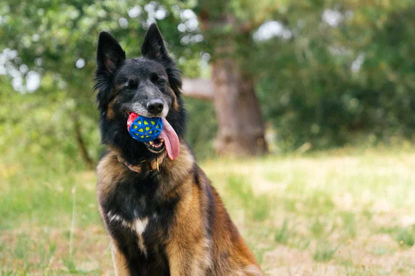 GoGo Astro interactive dog ball toy Singapore - bouncy fetch toy - packaging
