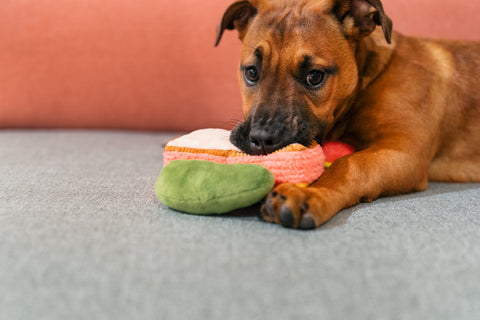 Dog Plush Toy - Earth Rated x P.L.A.Y. Montreal Munchies Collab